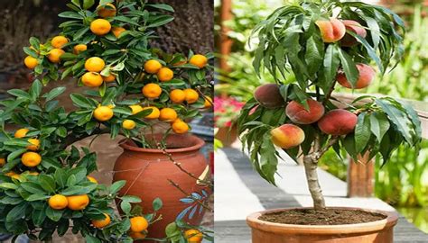 Árbol de exterior en maceta para terraza los 4 árboles frutales que