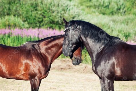 Portrait Of Black Trakehner Stallions In Meadow Photo Background And ...