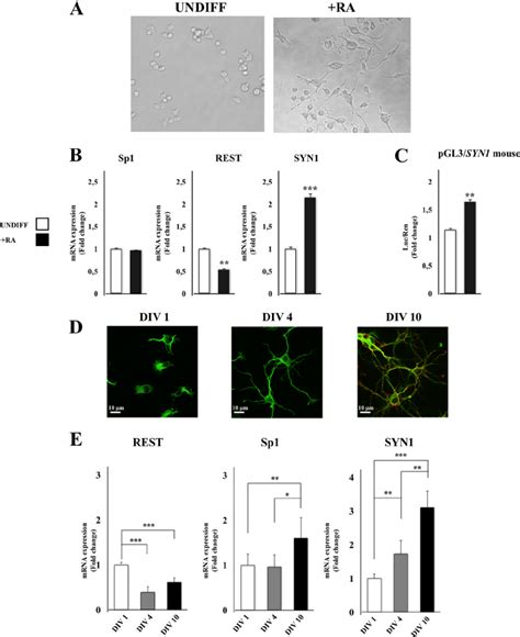 Differential Expression Of Sp1 REST And Syn I During Neuronal