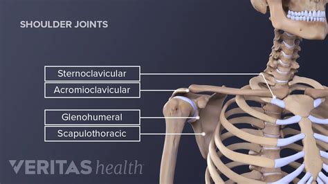 Shoulder Joint Muscles