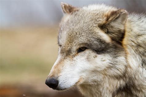 Selected focus of long-coated brown and gray face of wolf, wolves HD ...