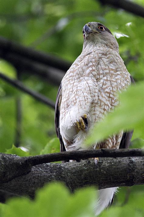 Cooper's Hawk Nest 2013: Female Cooper Hawk keeping an eye on me. July 6, 2013