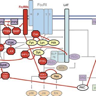 Fc Ri Signaling In Mast Cells Proceeds Through A Network Of Signaling