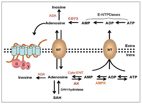 Frontiers An Emerging Role For Adenosine And Its Receptors In Bone