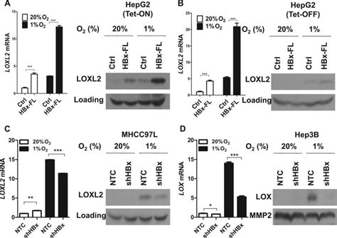 Hbx Induced Loxl Mrna And Protein Expressions A Left Loxl Mrna