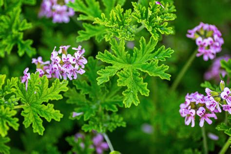 Zitronengeranie Pelargonium Graveolens Kaufen Tee Aus Dem Garten