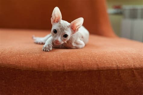This Spooky Little Eyeless Furless Cat Is Named Jasper And I Love Him