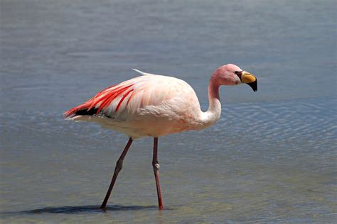 Tipos De Flamencos Y Sus Caracter Sticas Lista Completa Con Fotos