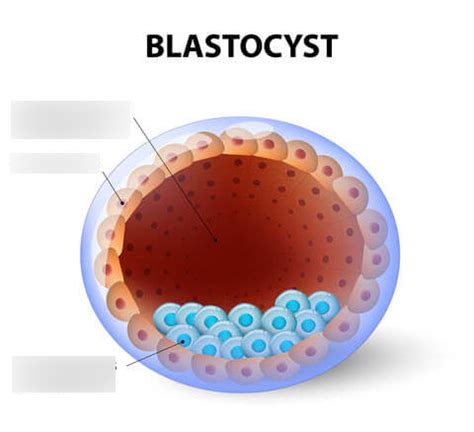 Blastocyst Diagram Quizlet