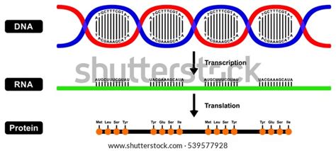 Vector Formation Mrna Rna Protein By Stock Vector Royalty Free 539577928