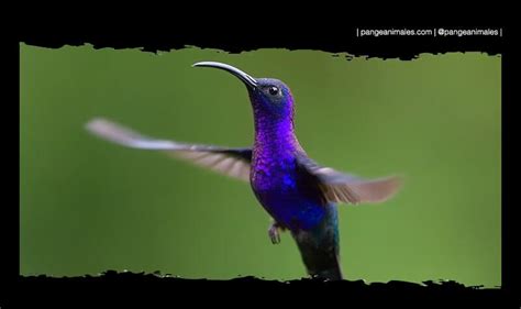 Introducir Imagen Cuanto Tiempo Llega A Vivir Un Colibri Viaterra Mx