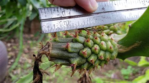 Welcoming 2019 With The Very First Dragon Fruit Harvest Youtube