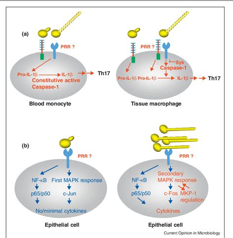 Figure 3 From Importance Of The Candida Albicans Cell Wall During