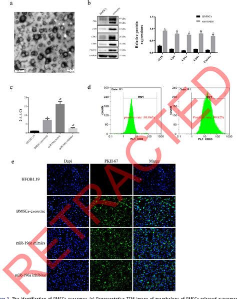 Figure 1 From Retracted Article Exosomes From Bone Marrow Mesenchymal Stem Cells Promoted