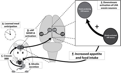 Hippocampus Ghrelin Signaling Mediates Appetite Through Lateral