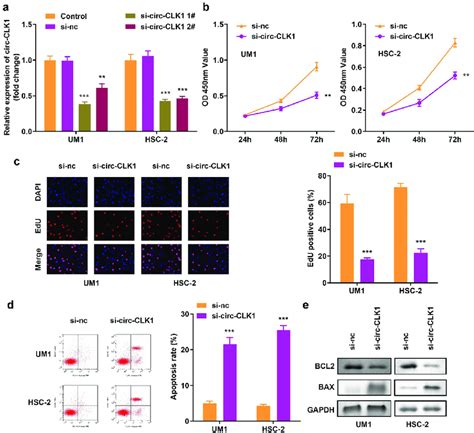 Knockdown Of Circular Cdc Like Kinase Circ Clk Reduces Tumor Cell