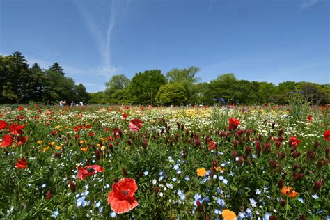 Img1357 国営昭和記念公園公式ホームページ