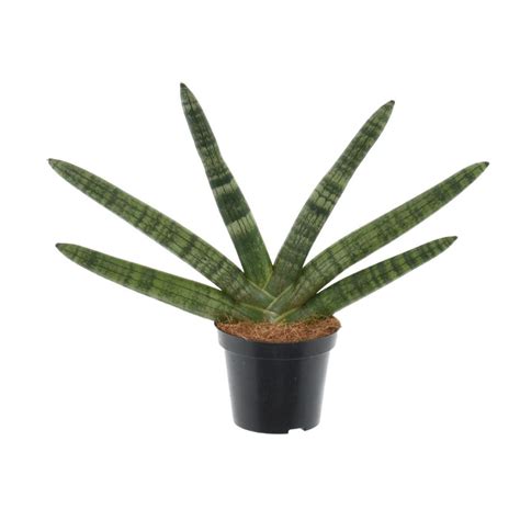 Sansevieria Cylindrica Skyline Plant Wholesale FlorAccess