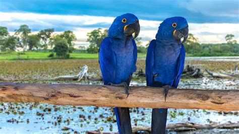 8 espécies fascinantes de animais que só existem no Brasil