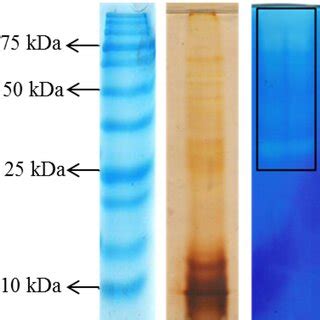 Sds Page And Zymogram Analysis Of Protein The Produced Proteases Were