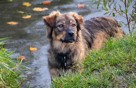 German Shepherd Golden Retriever Mix 15 Facts German Shepherd Country