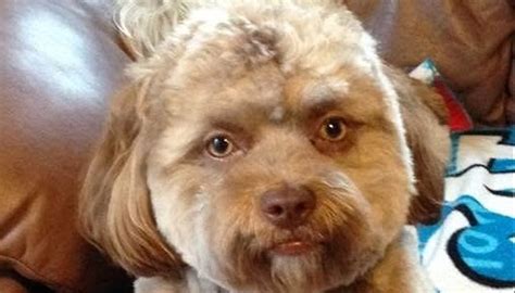 Yogi El Perro Con Cara De Humano Que Ha Enloquecido A Las Redes