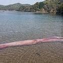 Un Calamar Gigante Aparece En Una Playa De Sud Frica