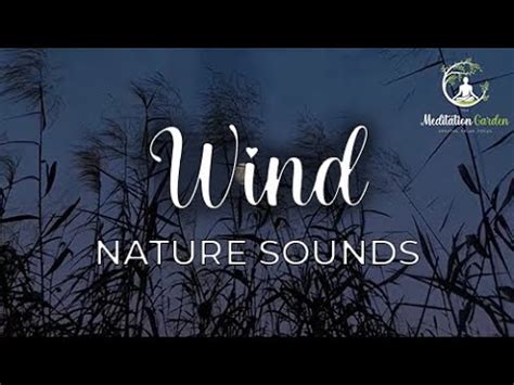 Relaxing Wind Sounds For Sleeping Or Stress Relief Nature Sound