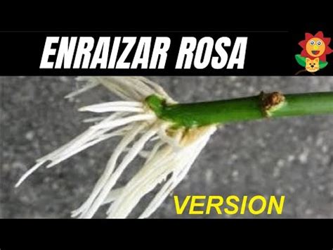 Como Reproducir Rosas Por Esquejes Version Resumida Gato Garden