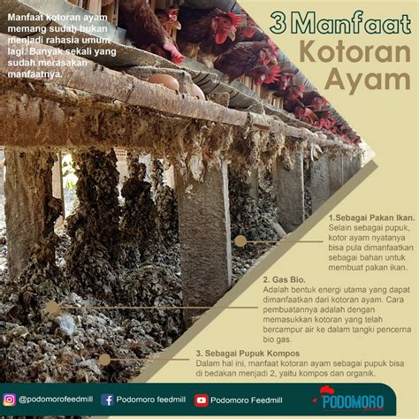 Manfaat Kotoran Ayam Podomoro Poultry Equipment