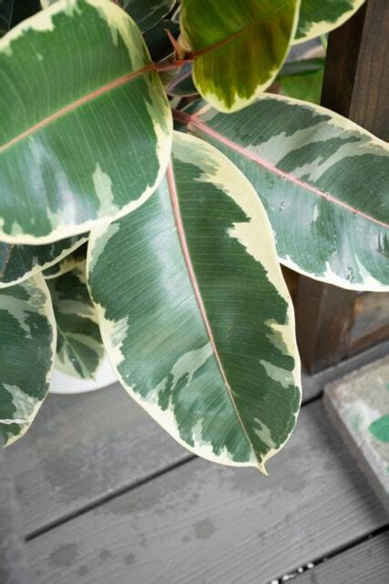 How to care for your stunning variegated rubber plant!