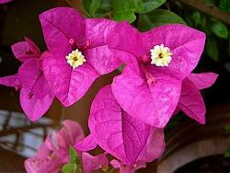 Is Bougainvillea Toxic To Dogs