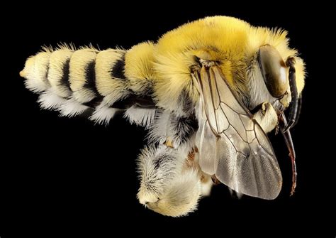 Beyond The Hive The Weird World Of Native Bees