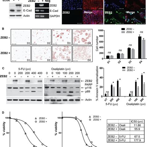 Garp Overexpressing Bone Sarcoma Cell Lines Are More Resistant To