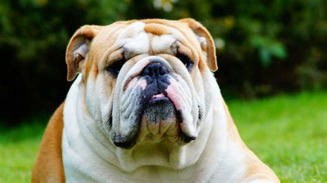 Understanding The Unique Traits Of A Blue English Bulldog