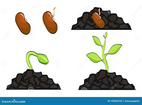 Etapas Del Crecimiento Vegetal De La Semilla Al Brote Ejemplo Del