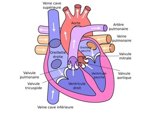 Syst Me Cardiovasculaire Anatomie Du C Ur Flashcards Quizlet