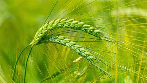 معرفی، شرایط نگهداری و اقلیم مناسب جو Barley آریس