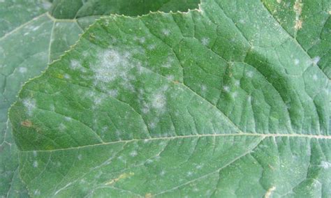 Downy Mildew Cannabis