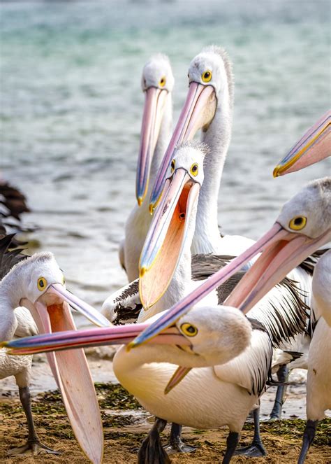 Phillip Island Pelicans 11 Russell Charters Flickr