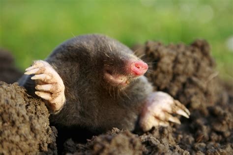 Mole Trapping | A Plus Wildlife Control