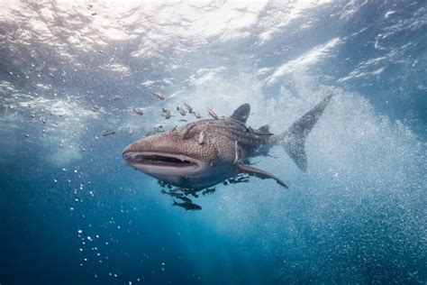 Las rémoras se sumergen en la cloaca de los tiburones ballena