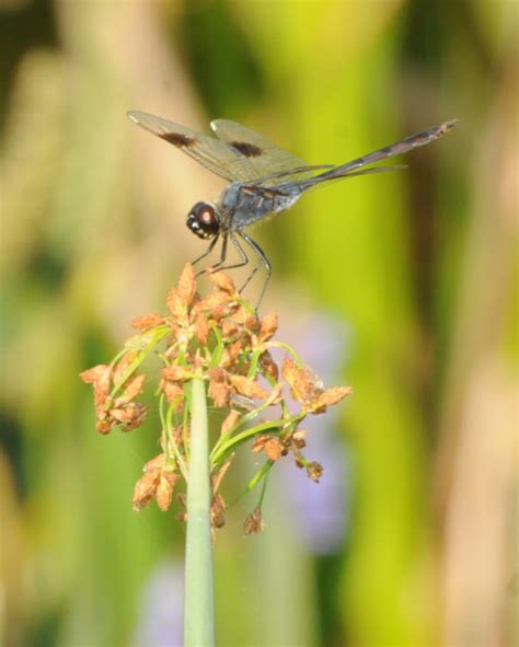 A Wandering Naturalist: Florida: Some Florida Dragonflies