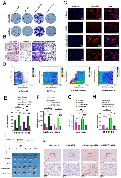 Figure 1 From Cellular Senescence Driven Transcriptional Reprogramming