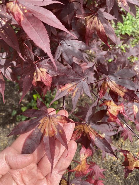 Whats Causing This Discoloration On My Japanese Maple Leaves R