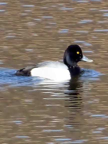 Lesser Scaup Vs Greater Scaup Hen U S Fish Wildlife Service