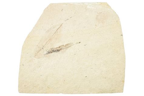 Two Oligocene Fossil Leaves - France (#254291) For Sale - FossilEra.com