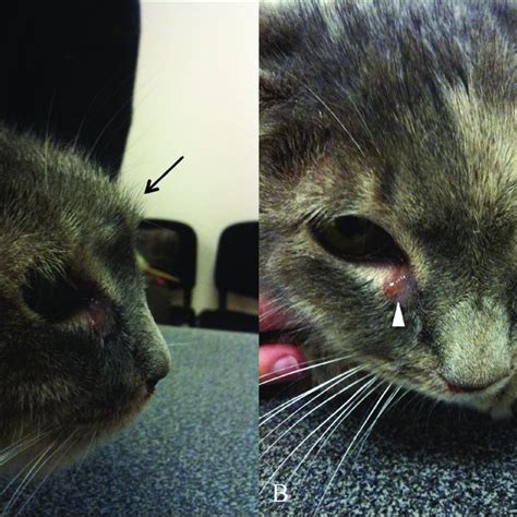 Chronic Rhinitis In Cats Treatment Cats Have Swanson