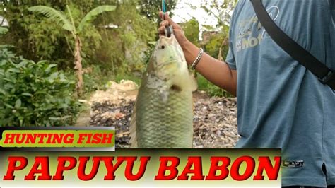 Mancing Ikan Papuyu Babon Hunting Fish Papuyu Babon Di Belakang