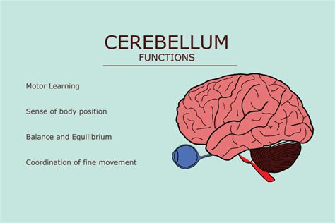 Human Brain Diagram For Kids